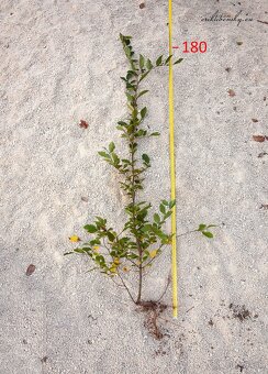 Predám Hraby, na živý plot alebo samostatnú výsadbu - 3