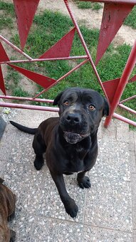 Cane Corso - Pes - 3