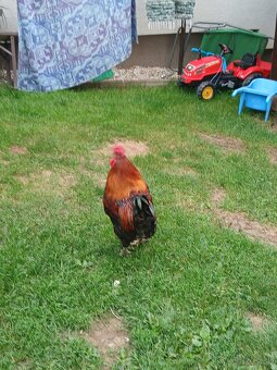 Kohut, kohút Marans pšeničná - 3