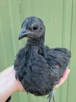 Ayam Cemani - 3