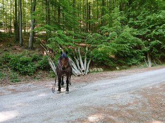 Predám ťažného valacha. - 3
