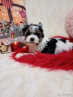 Yorkshir teriér biewer - 3