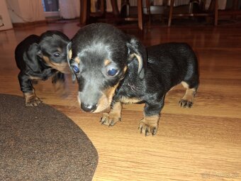 Jazvečík trpasliči krátkosrstý - 3