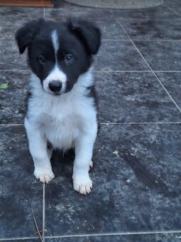 Border collie - 3