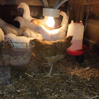 Ponúkame kuriatka - 3