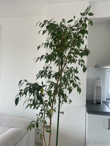 Ficus 210 cm - 3