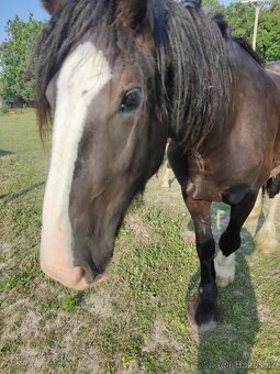 SHIRE HORSE PREDAJ/ VÝMENA - 3