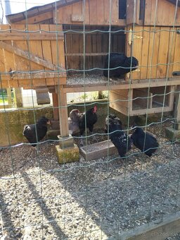 Araucana Araukana - 3