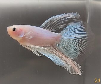 Bojovnica, betta, samec - 3