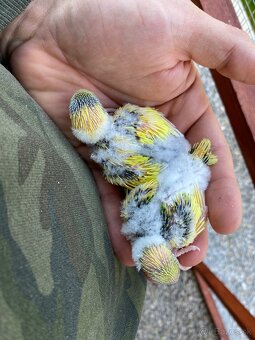 Mladé andulky rôznych farieb - 3
