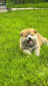 Akita Inu - 3
