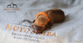Rhodesian ridgeback/Rhodezsky ridgeback s PP - 3