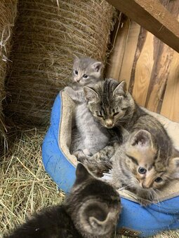 Darujem mačičky - 3