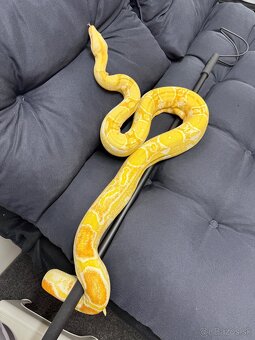 Velhad kráľovsky / Boa constrictor - 3