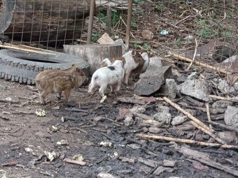 Vietnamské prasiatka 2 - 3