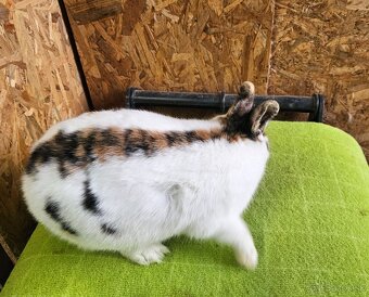 Zdrobnený strakáč žlto-čierny - 3