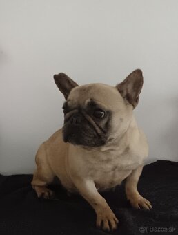 Francúzsky buldoček - 3