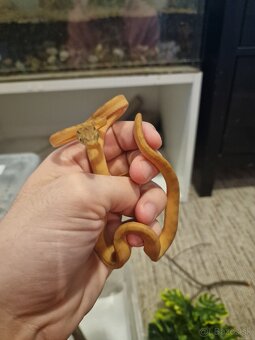 Corallus Hortulanus - 3