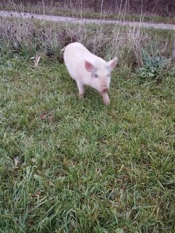 Vietnamske prasa - 3