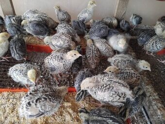 Predám japonské prepelice - 3