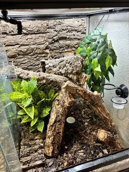 Predám terárium ZooMed s PAGEKONÓM RIASNATÝM (samec) - 3