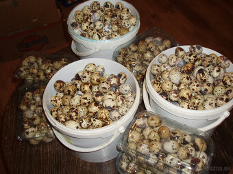 Prepeličie vajíčka - 3