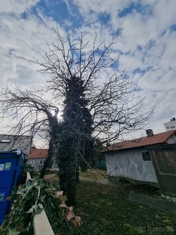DARUJEM DREVO ZA ODVOZ - 3