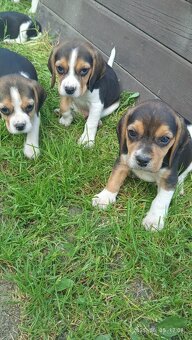 Predám Krasny Pes  Beagle - 3