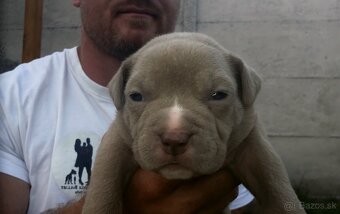 American bully - ch.s. Family Muscle Bullies - 3