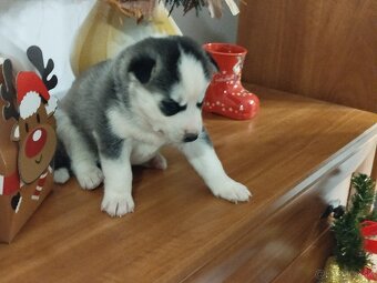 SIBÍRSKY HUSKY - 3