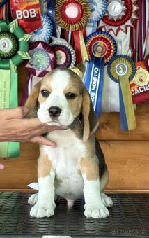 Bigel, bigl, beagle s PP - 3
