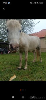 Predám poníka - 3