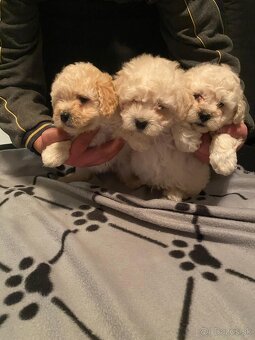 Maltipoo - 3