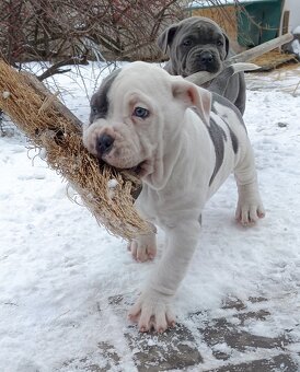 American bully XL - 3