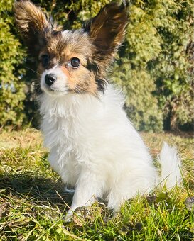 Krásny mini trikolórny papillon FCI sučka - 3