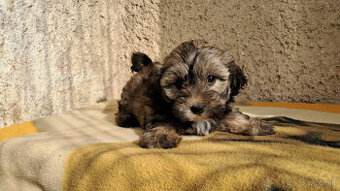 Maltipoo - 3