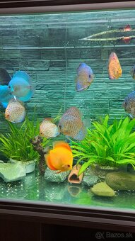 Discus - 3