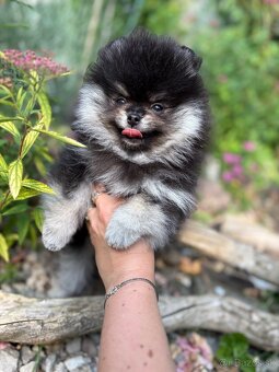 Pomeranian - 3
