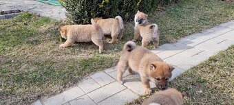 Shiba - 3