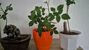 Bursera fagaroides - 3