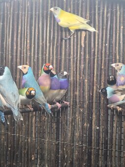 Amadina Gouldova - drobotina - 3