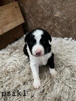 Predám šteniatka – Border kólia x mix (pracovní rodičia) - 3