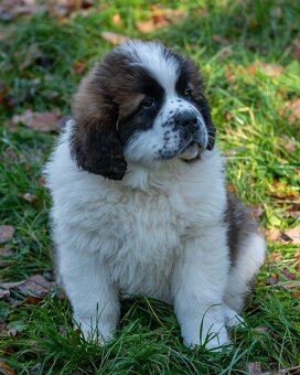 Moskovský strážny pes PP FCI - 3