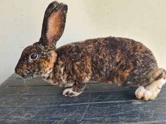 Predám králika Štrbský gepardí rex - 3