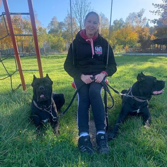 Cane corso PES na krytie - 3