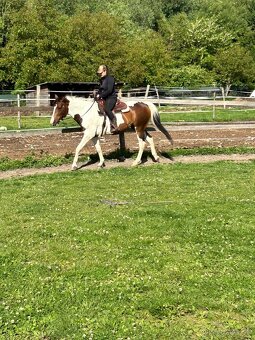 Predam kobylu 7 rokov - 3