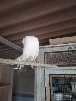 Predám holuby páviky - 3