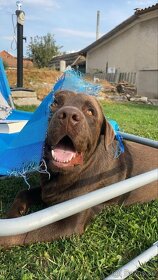 Labrador na krytie - 3