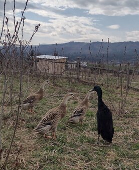 Indický bežec - káčatká a násadové vajcia. - 3