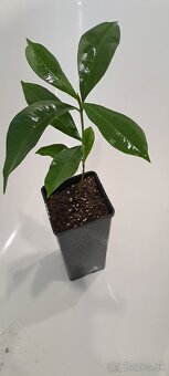 Jambolan-Syzigium cumini - 3